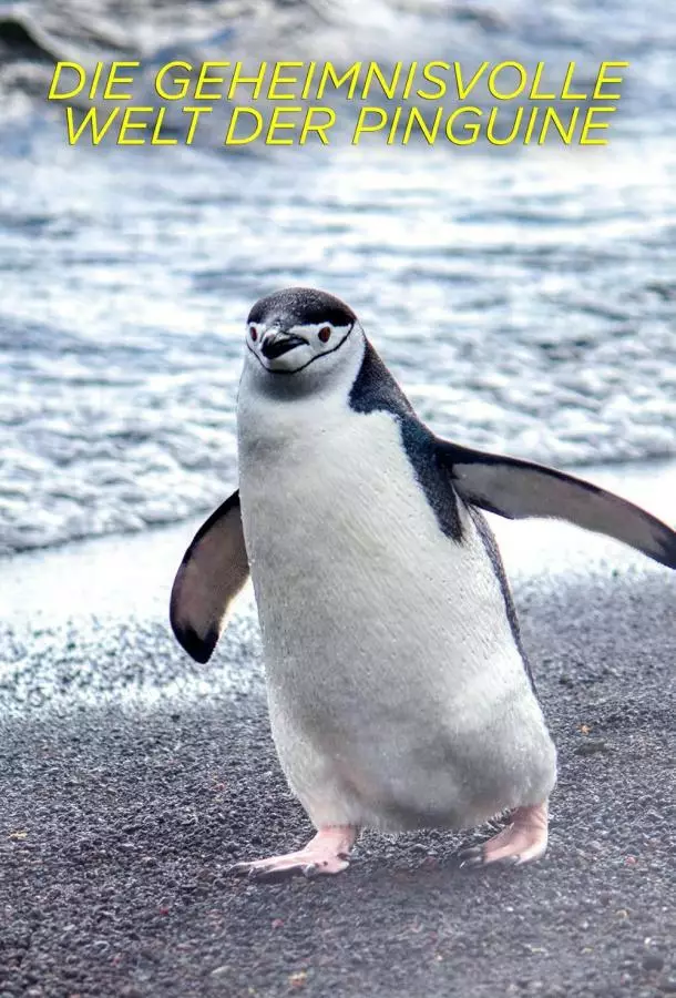 Секреты пингвинов